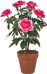 pianta  gr. rosa tpf38665