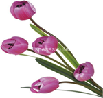stelo  m. tulipano 5 fiori 17141